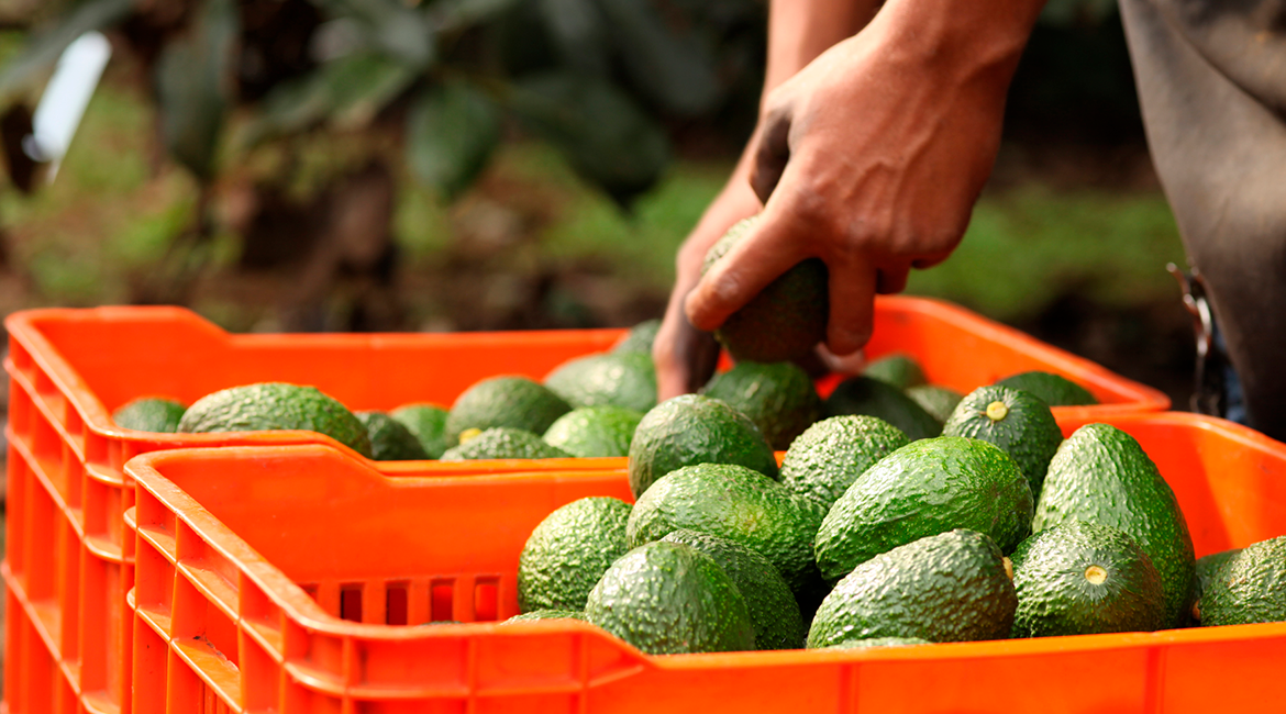 ¿Por qué el aguacate Hass mexicano es el preferido por los importadores internacionales?